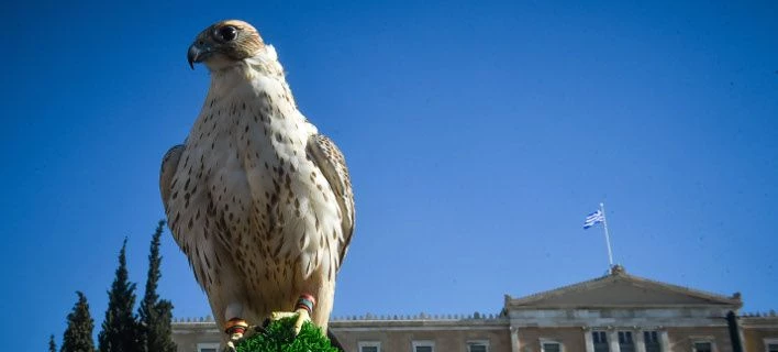 Τι γυρεύει ένα γεράκι στην πλατεία Συντάγματος; (εικόνες)